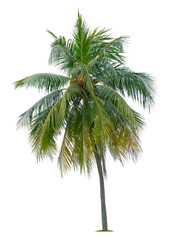 Beautiful coconut palm tree isolated on white background. Suitable for use in architectural design or Decoration work.