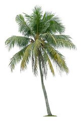 Fototapeta na wymiar Beautiful coconut palm tree isolated on white background. Suitable for use in architectural design or Decoration work.