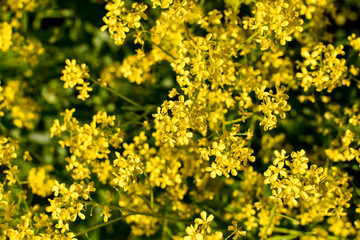 Yellow, small flowers of mustard, close-up on a natural green background. Useful herbs. Summer or spring background.