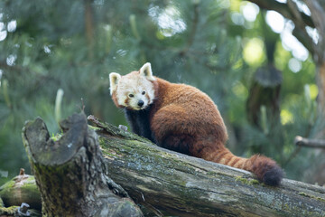 Roter Panda auf Baumstamm
