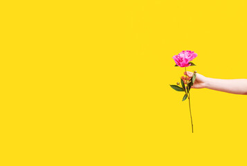 Summer pink peony flower on the sunny trendy yellow background. Person holds a flower. Free copy space.