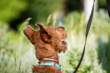 An Irish Terrier puppy, shot close-up from behind, for a walk outside on the street against the backdrop of rich green bright grass. A pet on a leash on a walk listens to the owner with his head up.