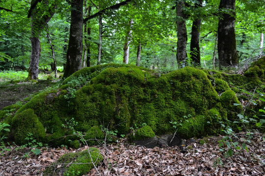 The image of a dark green forest. Subtropical forest. Green leaves, large moss, stones covered with moss, tree stumps, waterfall in the forest. 