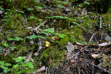 The image of a dark green forest. Subtropical forest. Green leaves, large moss, stones covered with moss, tree stumps, waterfall in the forest. 