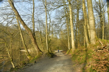 Chemin étroit pour les randonnées en forêt entre les hêtres en forêt de Soignes à Groenendael au sud-est de Bruxelles