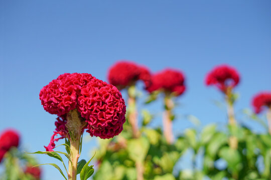 Red Celosia cristata or Red cockcomb(soft focus) background blue sky