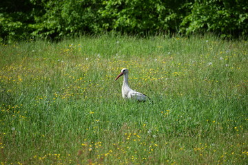 Bocian na łące