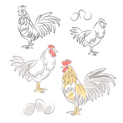 Fototapeta na wymiar Chicken and rooster line drawing. Isolated on white background.