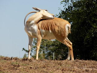 Antelope on a Hill