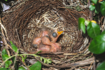 Naklejka na ściany i meble Nido de aves con tres polluelos de mirlo recién nacidos con el pico abierto esperando a su madre para comer