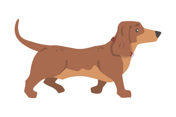 Dachshund or Badger Dog as Short-legged and Long-bodied Hound Breed with Collar Walking Vector Illustration