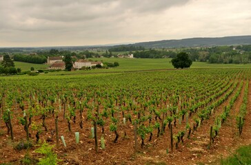 Fototapeta na wymiar Paysage viticole en Bourgogne.