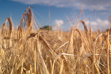Spighe di grano pronte per la raccolta.