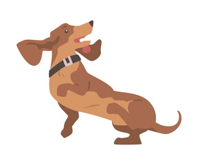 Dachshund or Badger Dog as Short-legged and Long-bodied Hound Breed with Collar Leaping Vector Illustration