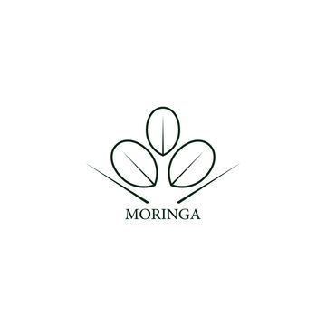Vector design element and icon in linear style - moringa - healthy eco food. Organic ingredient. Detox supplements. Logo sign