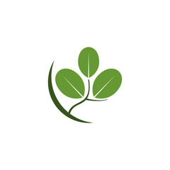 Moringa leaf design vector 