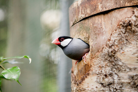 Finch peeping out of tree hollow in daytime
