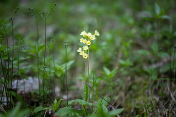 Closeup of an oxlip in the Austrian Alps