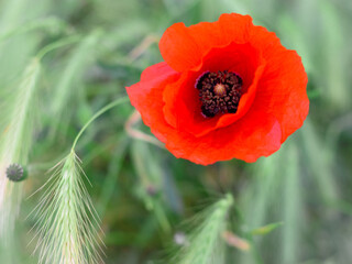 Primo piano di papavero rosso .