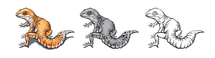 Gecko lizard animal. Reptile in natural wildlife isolated in white background. Color, black and white illustration and outline for coloring. Vector illustration