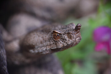 Vipera ammodytes, Nose-horned viper, most toxic and dangerous snake in Europe. Long-nosed Viper,  European viper snake