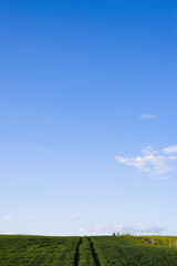 Pole uprawne z niebem na horyzoncie © Karol