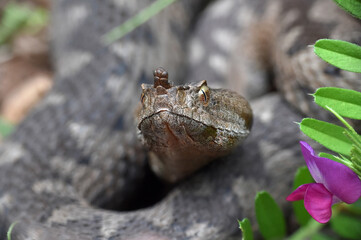 Vipera ammodytes, Nose-horned viper, most toxic and dangerous snake in Europe. Long-nosed Viper,  European viper snake