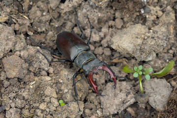 Hirschkäfer krabbelt auf der Erde © Karsten Leineke