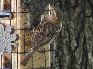 Birds