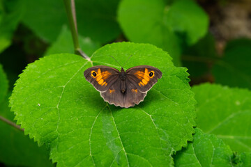 Closeup of a beautiful Maniola jurtina butterfly sitting on a hydrangea leaf.