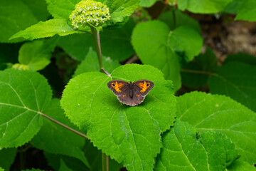 Closeup of a beautiful Maniola jurtina butterfly sitting on a hydrangea leaf.