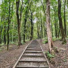 Fototapeta premium path in the forest