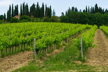 Fototapeta na wymiar Closeup of a beautiful vineyard in the Tuscan countryside.