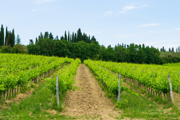 Fototapeta na wymiar Closeup of a beautiful vineyard in the Tuscan countryside.