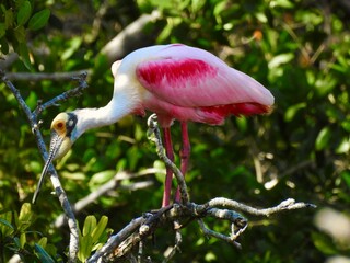 Roseate spoonbill Florida