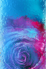 rose behind a glass with drops of water
