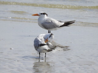 Royal Tern Florida
