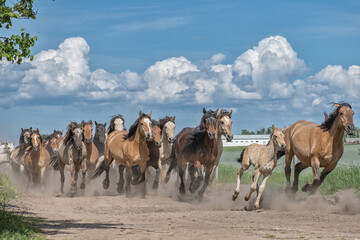 A herd of thoroughbred horses runs along a dusty road in the field.
