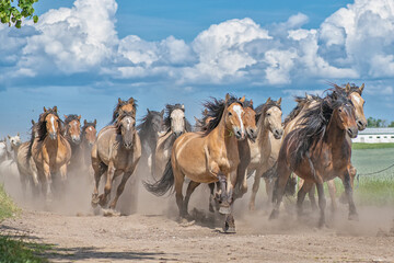A herd of thoroughbred horses runs along a dusty road in the field. - obrazy, fototapety, plakaty