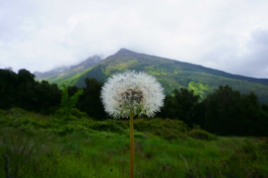Fototapeta Diente de león en el bosque.