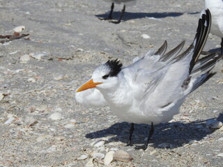 Royal Tern Florida