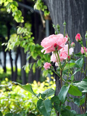 ピン
ク色のバラと初公園公園