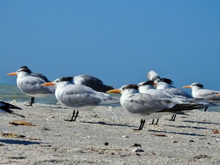 Royal Tern Florida