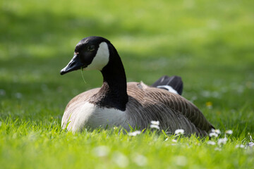 Canada goose (Branta canadensis) with its black head and neck, white cheeks, white under its chin, and a brown body lies in the grass and has a blade of grass in its beak