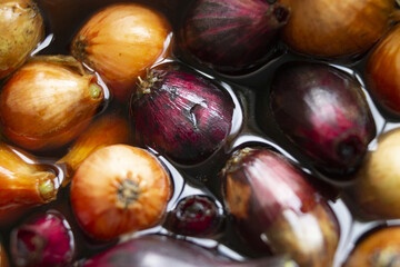 homemade onion seedlings in a bowl of water