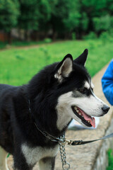 Portrait of a Husky dog on a leash