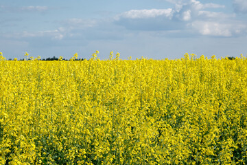 Flowering rapeseed with blue sky and clouds