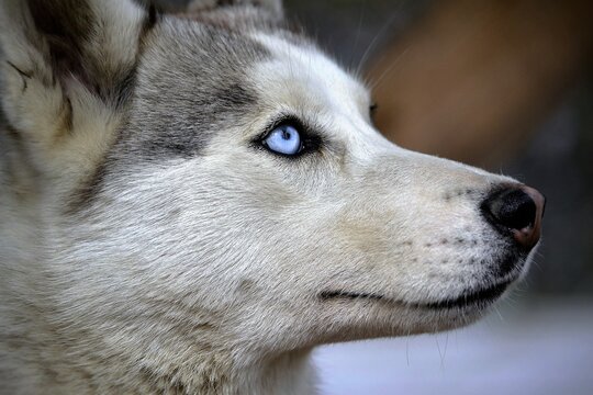 siberian husky dog portrait
