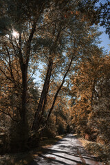Herbstwald