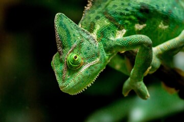 chameleon green lizard